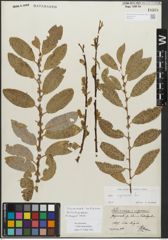 Foto von Salix myrsinifolia Salisb.